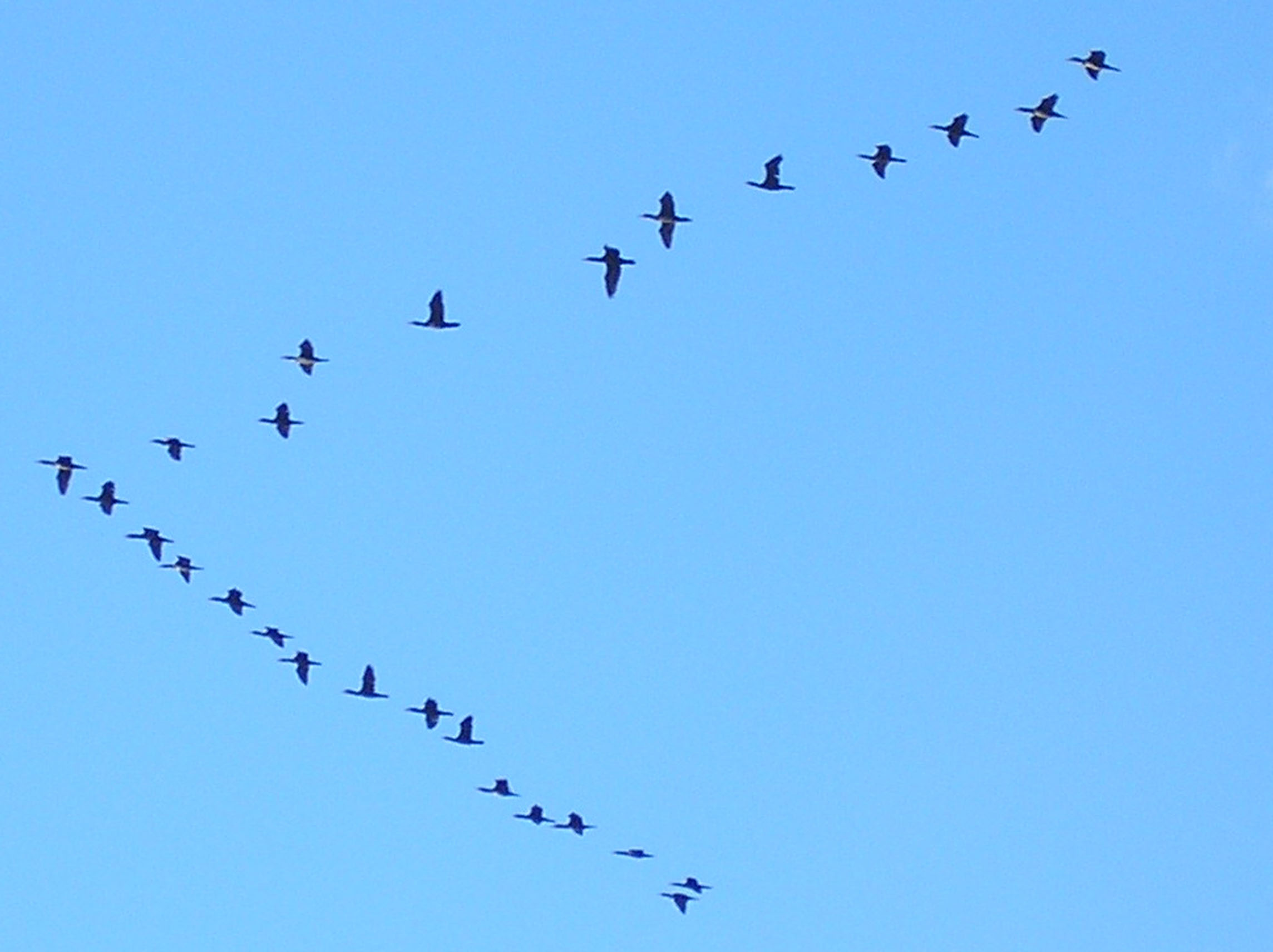 Информация о миграции птиц. Клин перелетных птиц. Миграция перелетных птиц. Миграция птиц Клин. Миграция птиц на Юг.